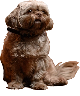 Bibi de hond portretfoto